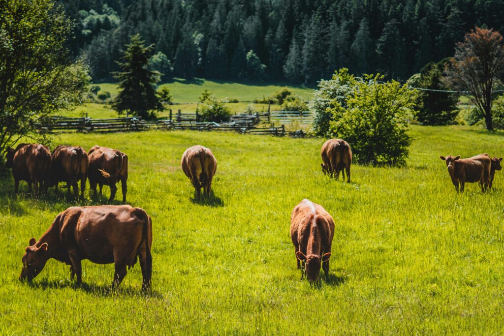 click to learn more about WEBINAR SERIES – Intro to Managed Grazing: Simple Steps to Smarter Pasture