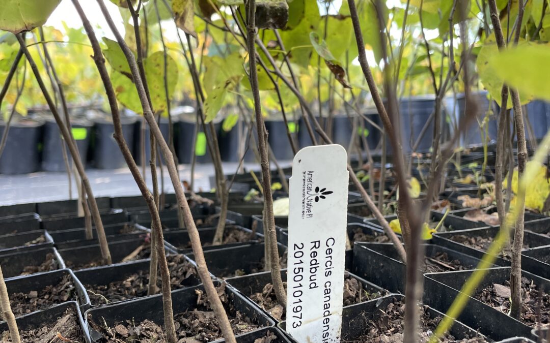 Free Native Tree & Shrub Giveaway