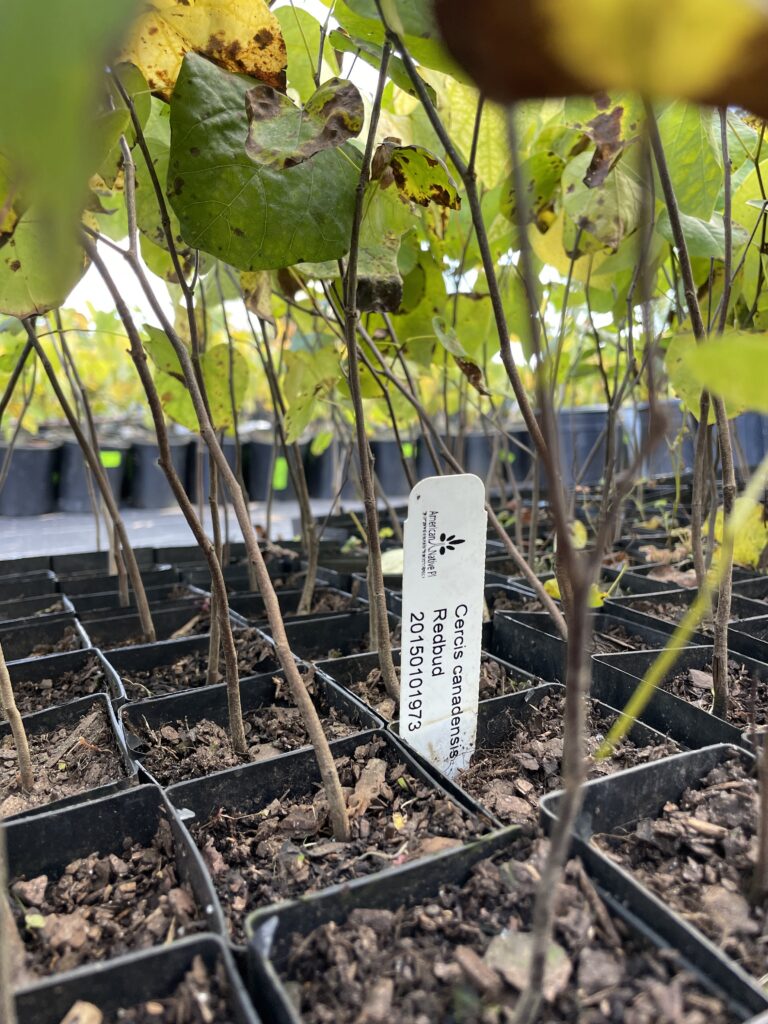 click to learn more about Free Native Tree & Shrub Giveaway