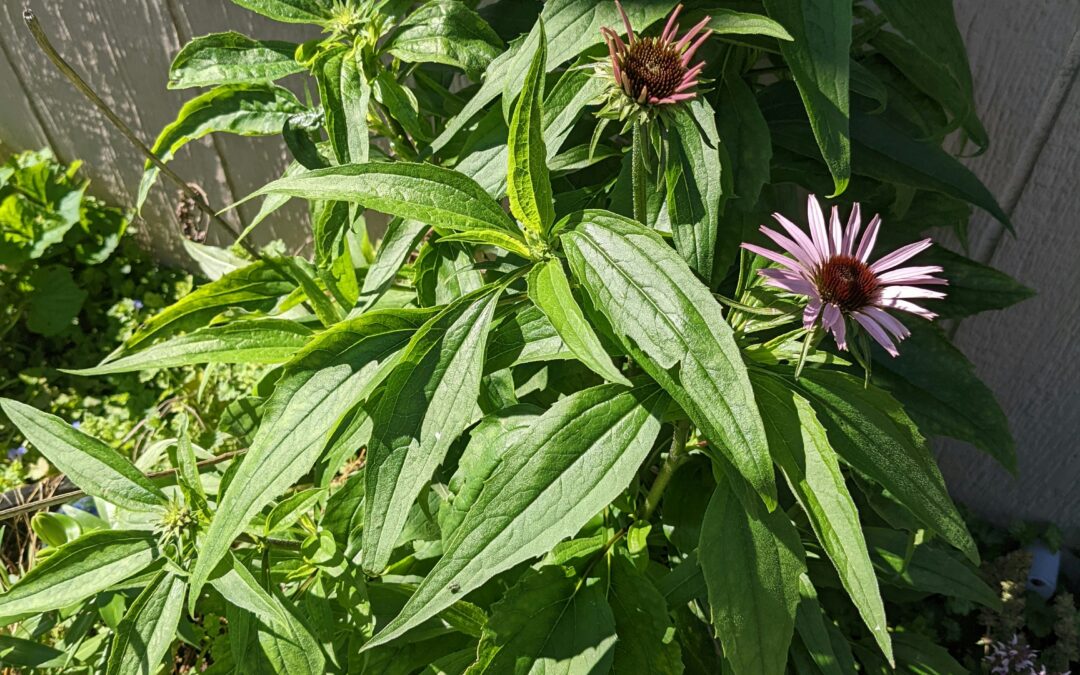 Tree Fredericksburg Environmental Classes