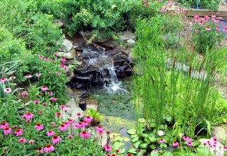 click to learn more about Native Plant Landscape Design / Part 1