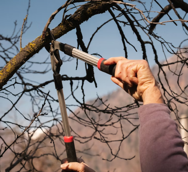 Tree Pruning
