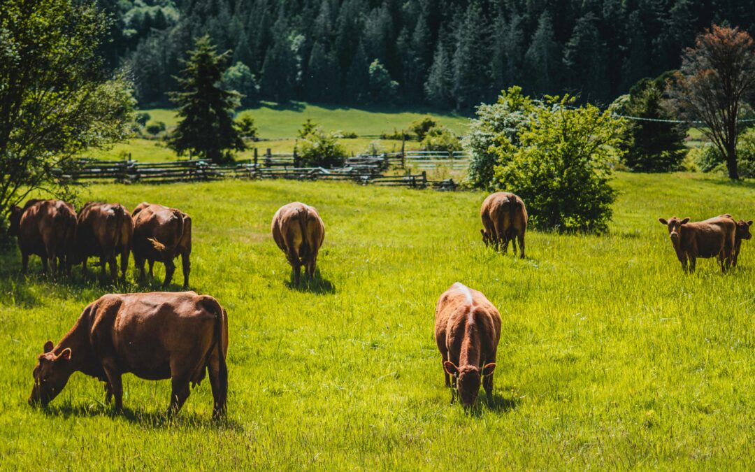 WEBINAR SERIES – Intro to Managed Grazing: Simple Steps to Smarter Pasture